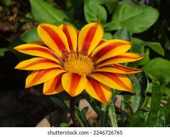 Gazania Linearis Images Stock Photos D Objects Vectors