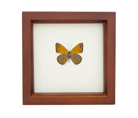 Butterfly Displays Framed Meadow Wanderer Sallya Crenis Pechueli