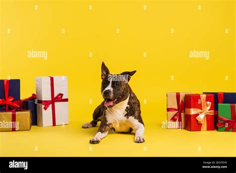 Purebred Staffordshire Bull Terrier Resting Near Wrapped Presents On