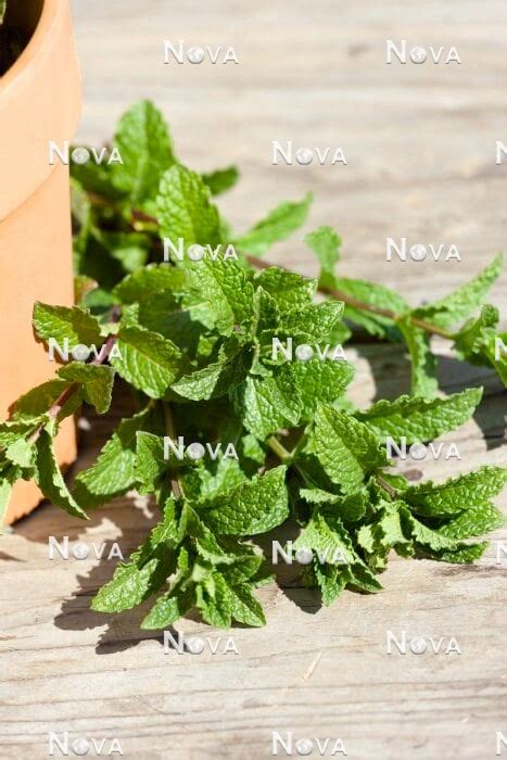 Mentha Spicata