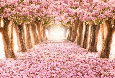 O Túnel Romântico De árvores Cor de rosa Da Flor Imagem de Stock