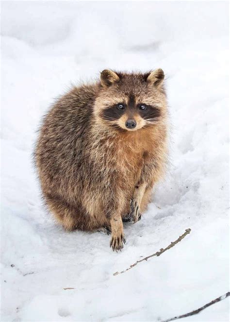 Do Racoons Hibernate In The Winter 3 Ways They Survive The Cold Gudgear