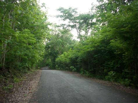 Wanagama Forest Gunungkidul Yogyakarta Tourism Portal