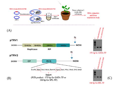 Schematic Representation Of The VIGS Process From Gene Cloning To