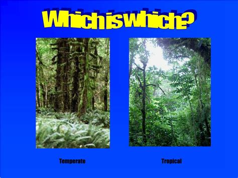 Ppt Temperate Vs Tropical Rainforests Powerpoint Presentation Free Download Id 3891504