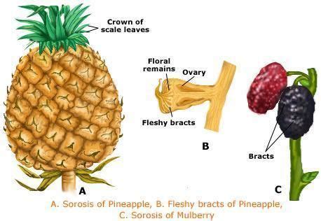 Multiple fruit - Alchetron, The Free Social Encyclopedia