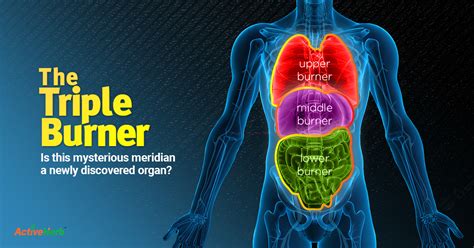 Triple Warmer Is This Mysterious Meridian A Newly Discovered Organ