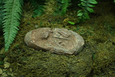 File:恐龙胚胎化石 dinosaur fossil embryo.jpg - Wikimedia Commons