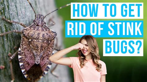 How To Get Rid Of Stink Bugs With Insecticides Sticky Traps Or Naturally Youtube