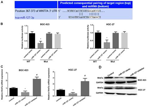 Mir Suppresses Gastric Cancer Cell Migration And Invasion Via