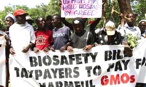 How Anti Modern Farming Agroecology Ngos Spread Gmo Misinformation In Africa Genetic Literacy