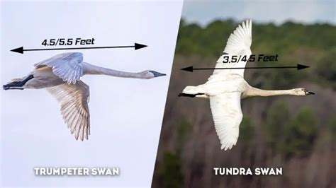 Trumpeter Swan Vs Tundra Swan What Are The Differences The Worlds