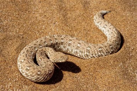 17 Different Types Of Vipers Naturenibble