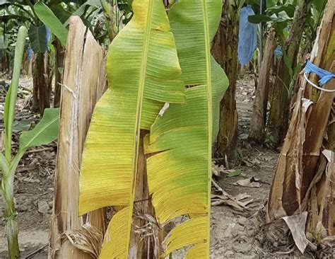 Plantaciones de plátano en el centro del país son las más afectadas por