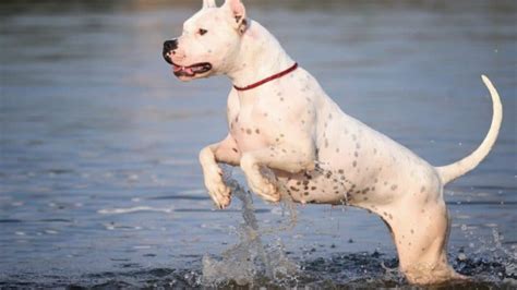 The Ultimate Guide To The Dogo Argentino Pitbull Mix