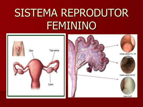 PPT SISTEMA REPRODUTOR FEMININO PowerPoint Presentation Free