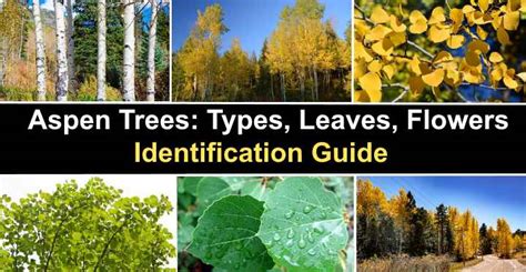 Identification Aspen Tree Leaves - bmp-buy