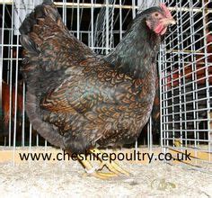 Barnevelder Chickens Ideas Barnevelder Chicken Chickens Chickens