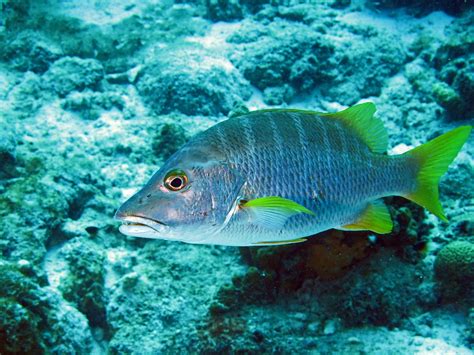 Schoolmaster Snapper Juvenile Snapper Shown By The Stripe Flickr