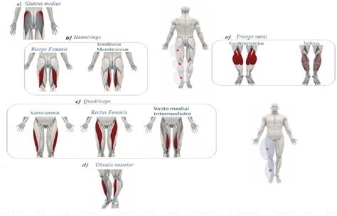 The Muscles A Gluteus Medius B Hamstrings C Quadriceps D