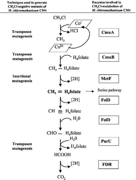 Proposed Pathway For Metabolism Of Ch Cl In M Chloromethanicum Cm