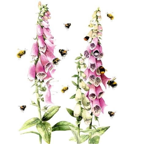 Marjolein Bastin Bee Illustration Botanical Illustration Botanical