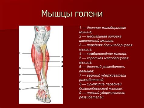 Описание голени