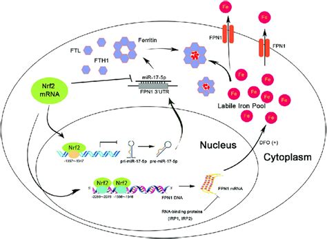 A Schematic Diagram Illustrating The Mechanism Underlying The Tumor