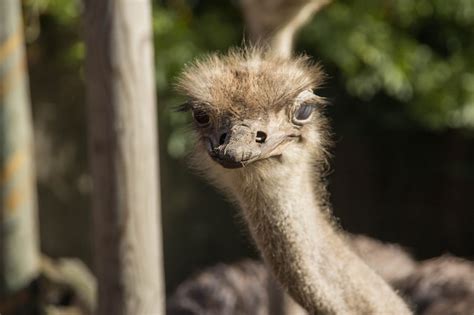 Ostrich Bird Animal Free Photo On Pixabay Pixabay