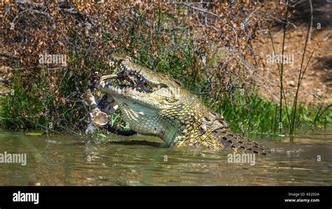 Caccia Al Coccodrillo Immagini E Fotografie Stock Ad Alta Risoluzione