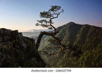 Dwarf Pine Tree On Sokolica Peak Stock Photo Shutterstock