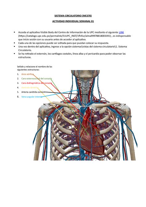 Copia De Ta Sem Fiona Para Los Ex Menes Sistema Circulatorio