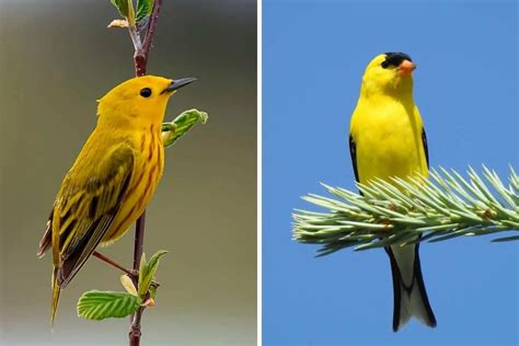 13 Birds With Yellow Heads With Photos Bird Feeder Hub