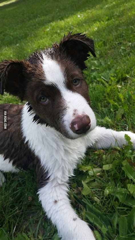 Newfoundland Husky Shepherd Mix 9gag