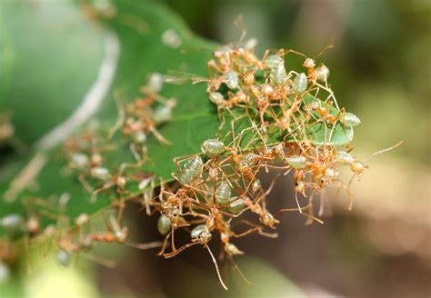 Green Tree Ants Nest | Shutterbug