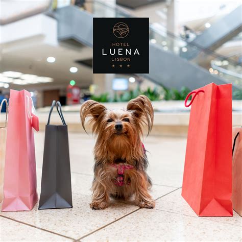 Lugares Em Lisboa Que S O Pet Friendly