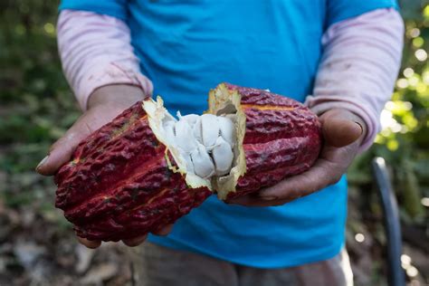 Precio del cacao se dispara en Huánuco