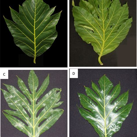 Leaf Morphological Variations Observed Among Breadfruit Cultivars In