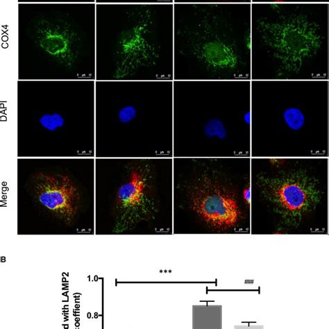 Hur Regulates Mitochondria Colocalization With Lysosomes Under