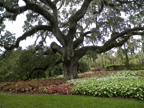 Plants Under Oak Trees Images And Photos Finder