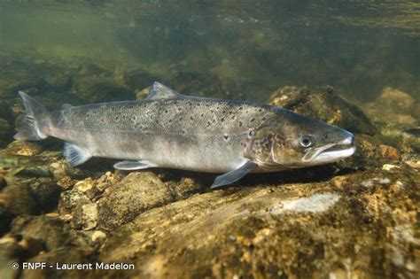 Salmo Salar Linnaeus 1758 Saumon De L Atlantique Saumon Atlantique