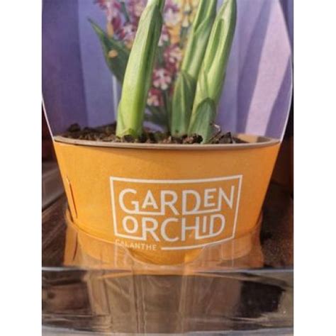 Орхидеи на топ цени от Plants.bg