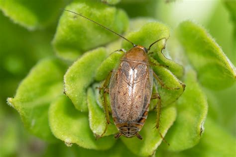 Ectobius Vittiventris Bernstein Waldschabe Ectobius Vitti Flickr