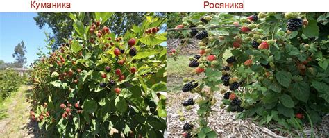 Когда созревает ежевика (спеет, поспевает) и когда ее собирают | qlumba.com