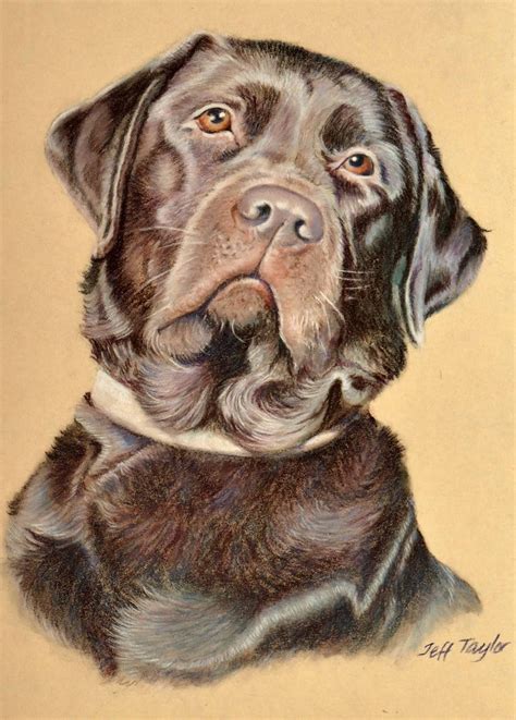 Original Pet Portraits in Pastel Pencil, Coloured Pencils, Pen and Wash, Graphite Pencils - Etsy UK