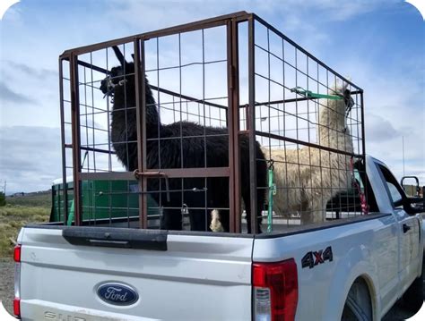 Fossil Ridge Pack Llamas