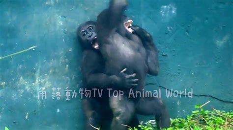 兩個停不下來🤣😆💦djeecoゴリラ迪亞哥zoo金剛猩猩20231202 8 Youtube