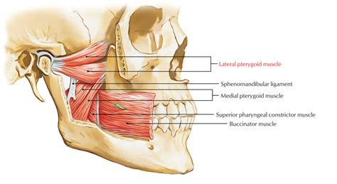 Lateral Pterygoid Muscle Earth S Lab