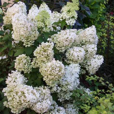 Gardens Alive 16 Oz White Proven Winners Bobo Hydrangea Flowering