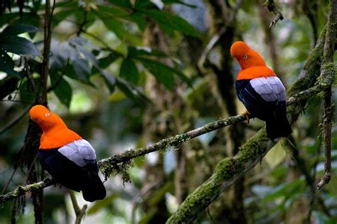 Aves Exóticas De Venezuela